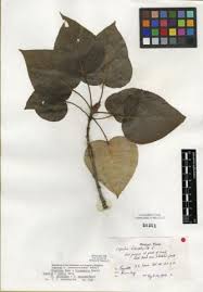 Attēlu rezultāti vaicājumam “Populus x gileadensis”