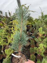 Attēlu rezultāti vaicājumam “Pinus sylvestris”