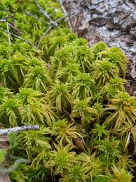 Attēlu rezultāti vaicājumam “Sphagnum girgensohnii”