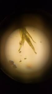 Attēlu rezultāti vaicājumam “Plagiothecium latebricola macro”