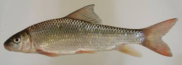 Image result for Moxostoma erythrurum