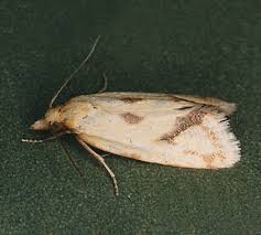 Attēlu rezultāti vaicājumam “Agapeta hamana”