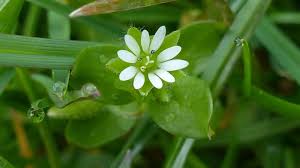 Attēlu rezultāti vaicājumam “Stellaria media bud”