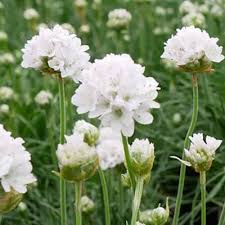 Attēlu rezultāti vaicājumam “Anthyllis maritima flower”