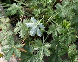 Attēlu rezultāti vaicājumam “Potentilla argentea bud”