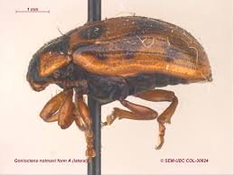 Attēlu rezultāti vaicājumam “Gonioctena”