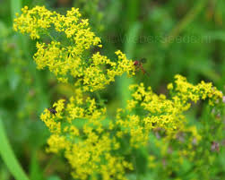 Attēlu rezultāti vaicājumam “Galium verum”