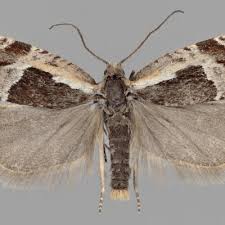 Attēlu rezultāti vaicājumam “Ancylis myrtillana”