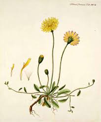 Image result for Hieracium pilosella