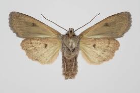 Attēlu rezultāti vaicājumam “Lithophane furcifera”