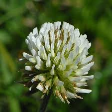 Attēlu rezultāti vaicājumam “Trifolium montanum flower”