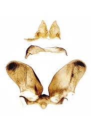 Attēlu rezultāti vaicājumam “Zygaena minos”