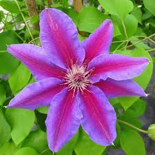 Attēlu rezultāti vaicājumam “Clematis flower”