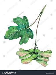 Attēlu rezultāti vaicājumam “Acer campestre fruit”