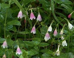 Attēlu rezultāti vaicājumam “Linnaea borealis flower”