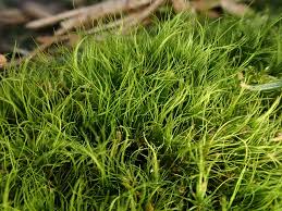 Attēlu rezultāti vaicājumam “Dicranodontium denudatum”