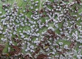 Attēlu rezultāti vaicājumam “Physarum obscurum sessile”