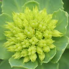 Attēlu rezultāti vaicājumam “Rhodiola rosea flower”