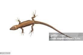 Attēlu rezultāti vaicājumam “Lacerta agilis”