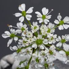 Image result for Chaerophyllum aureum