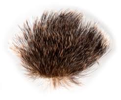 Attēlu rezultāti vaicājumam “Brachionycha nubeculosa”