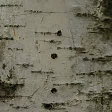 Attēlu rezultāti vaicājumam “Scolytus ratzeburgi”