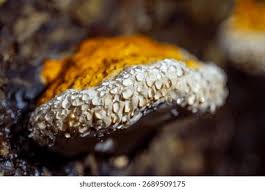 Attēlu rezultāti vaicājumam “Fomitopsis rosea”