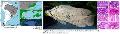 Image result for Lobotes surinamensis