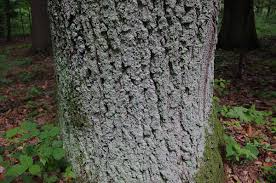 Attēlu rezultāti vaicājumam “Lepraria”