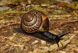 Attēlu rezultāti vaicājumam “Fruticola fruticum”