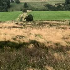 Image result for Glossopdale Harriers