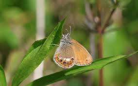 Attēlu rezultāti vaicājumam “Coenonympha hero underside”