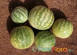 Attēlu rezultāti vaicājumam “Citrullus lanatus”