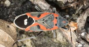 Attēlu rezultāti vaicājumam “Lygaeidae”