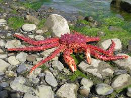 Image result for Lithodes maja