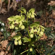 Image result for Helleborus foetidus