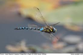 Attēlu rezultāti vaicājumam “Aeshna mixta male”