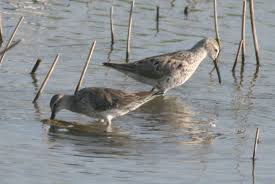 Image result for Calidris himantopus