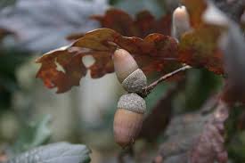 Attēlu rezultāti vaicājumam “Quercus robur fruit”