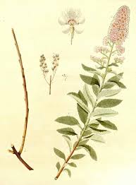 Attēlu rezultāti vaicājumam “Spiraea salicifolia”