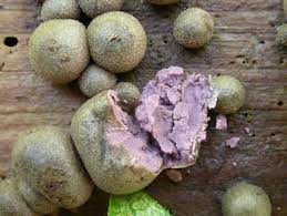 Attēlu rezultāti vaicājumam “Lycogala cf. fossiculatum macro”