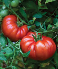 Afbeeldingsresultaat voor caspian pink tomato