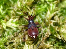 Attēlu rezultāti vaicājumam “Deraeocoris ruber imago”