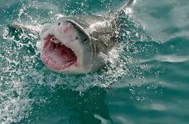 Image result for Carcharodon carcharias