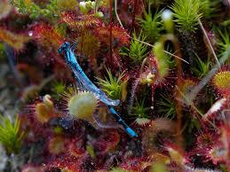 Attēlu rezultāti vaicājumam “Enallagma cyathigerum male”