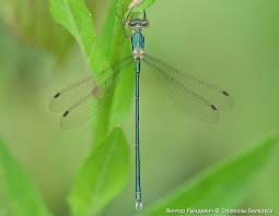 Attēlu rezultāti vaicājumam “Lestes virens”