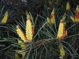 Attēlu rezultāti vaicājumam “Pinus sylvestris fruit”