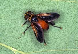 Attēlu rezultāti vaicājumam “Trichia longipalpis”