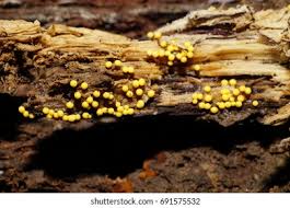 Attēlu rezultāti vaicājumam “Trichia varia macro”