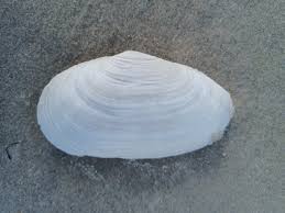 Attēlu rezultāti vaicājumam “Mya arenaria”